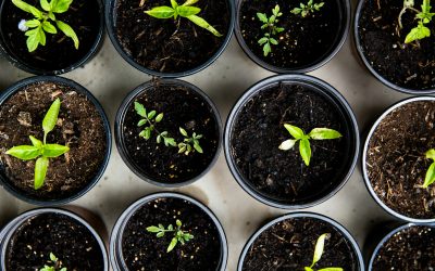 Backyard vs. Large-Scale Composting