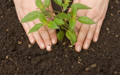 WHAT IS THE DIFFERENCE BETWEEN COMPOST AND FERTILIZER?