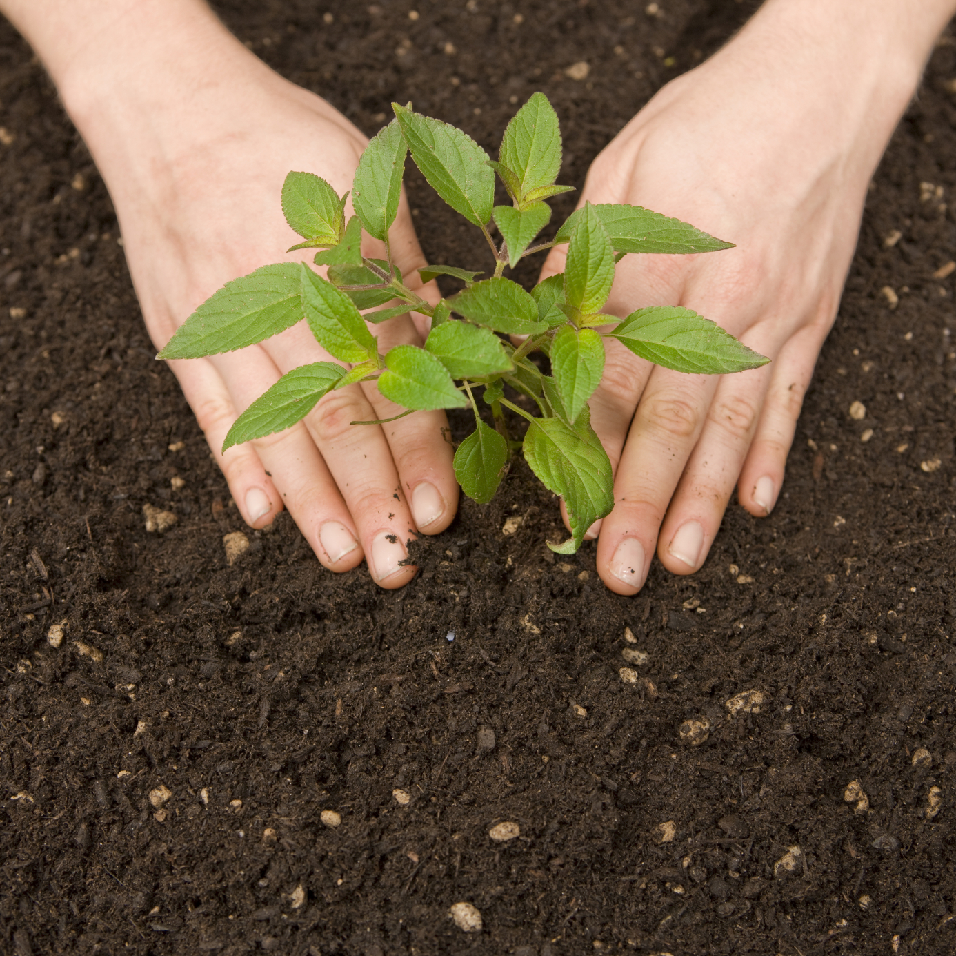 what is the difference between compost and fertilizer